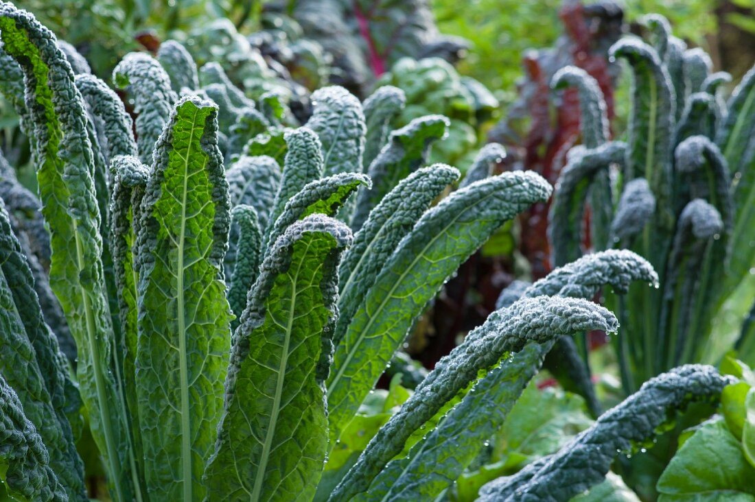 Mit Morgentau benetzter Palmkohl im Gartenbeet