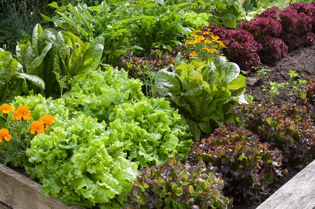Marigolds and various red and green lettuces in a raised flower bed in a garden