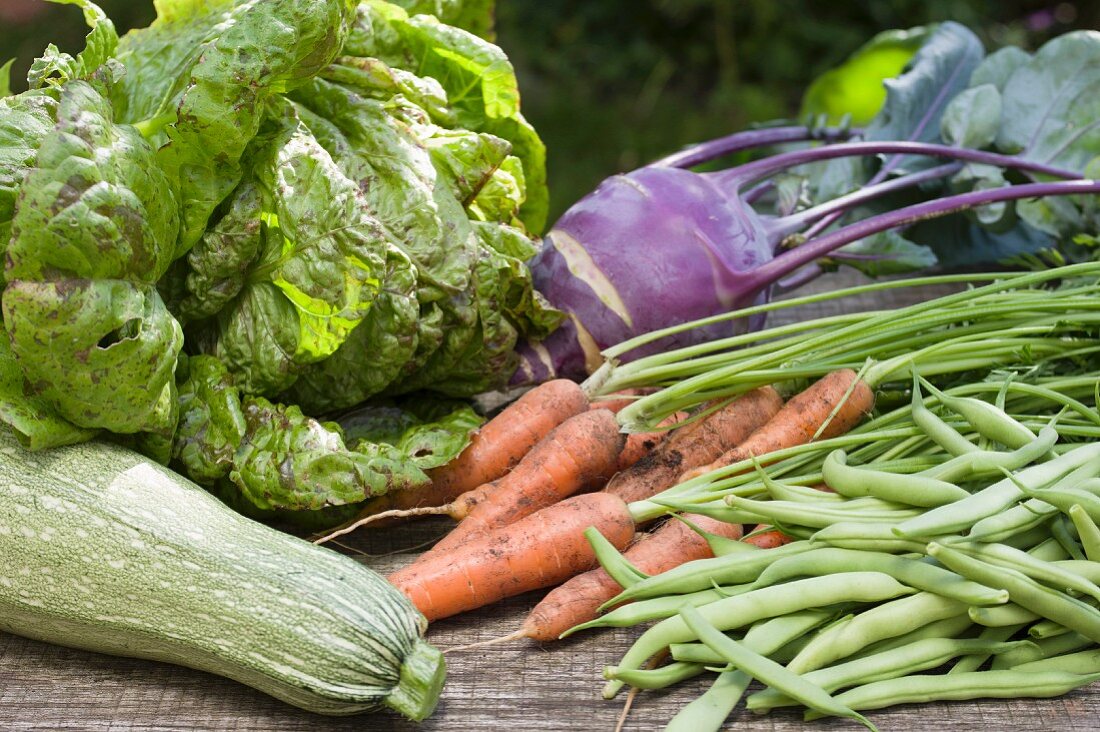 Erntestillleben mit Salat, Zucchini, Möhren, Gartenbohnen und Kohlrabi