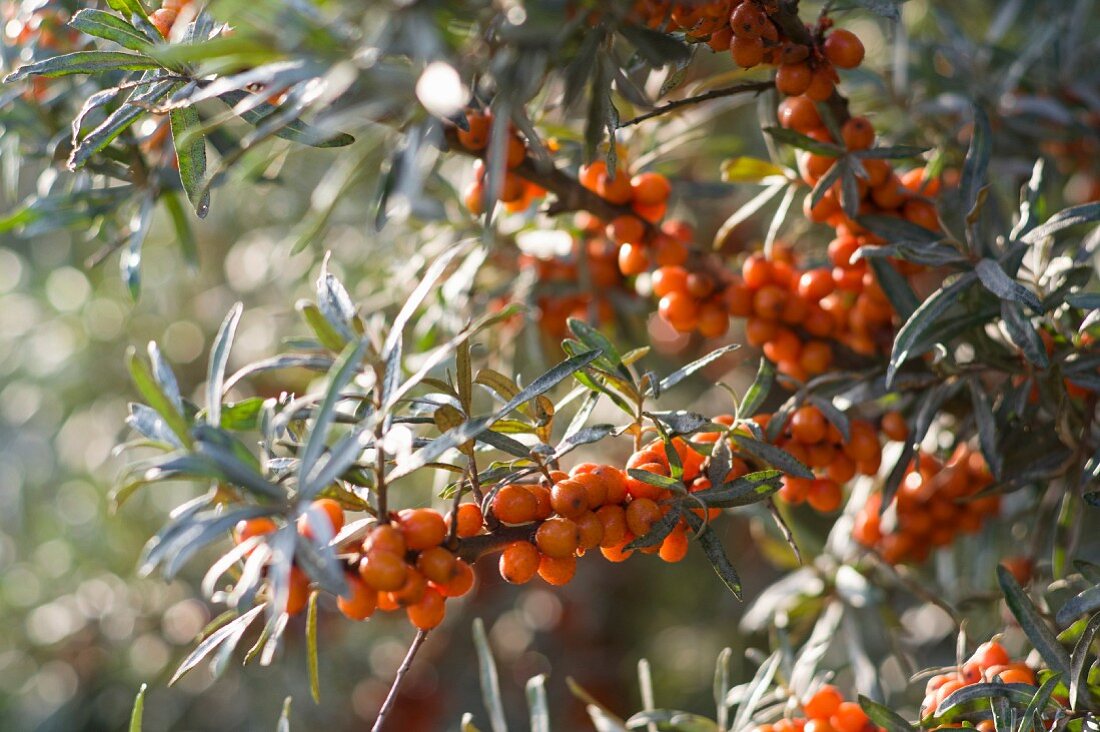 See buckthorn berries in the sunshine