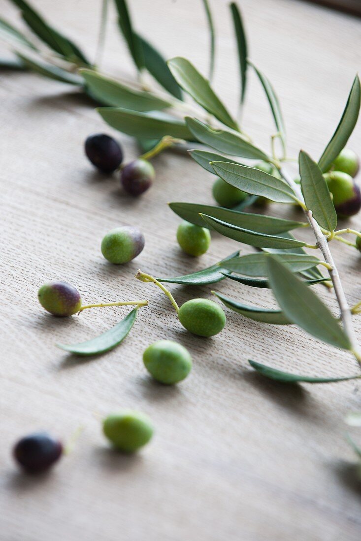 Frische Oliven mit Olivenzweig