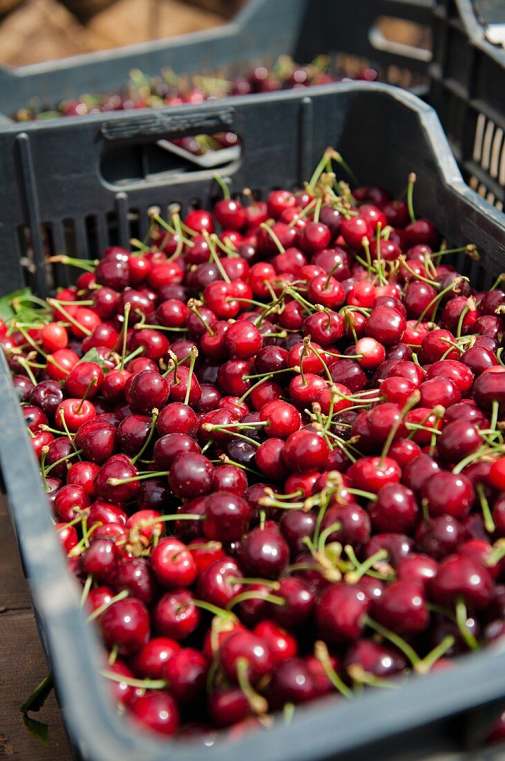 Fresh cherries in a crate at a market