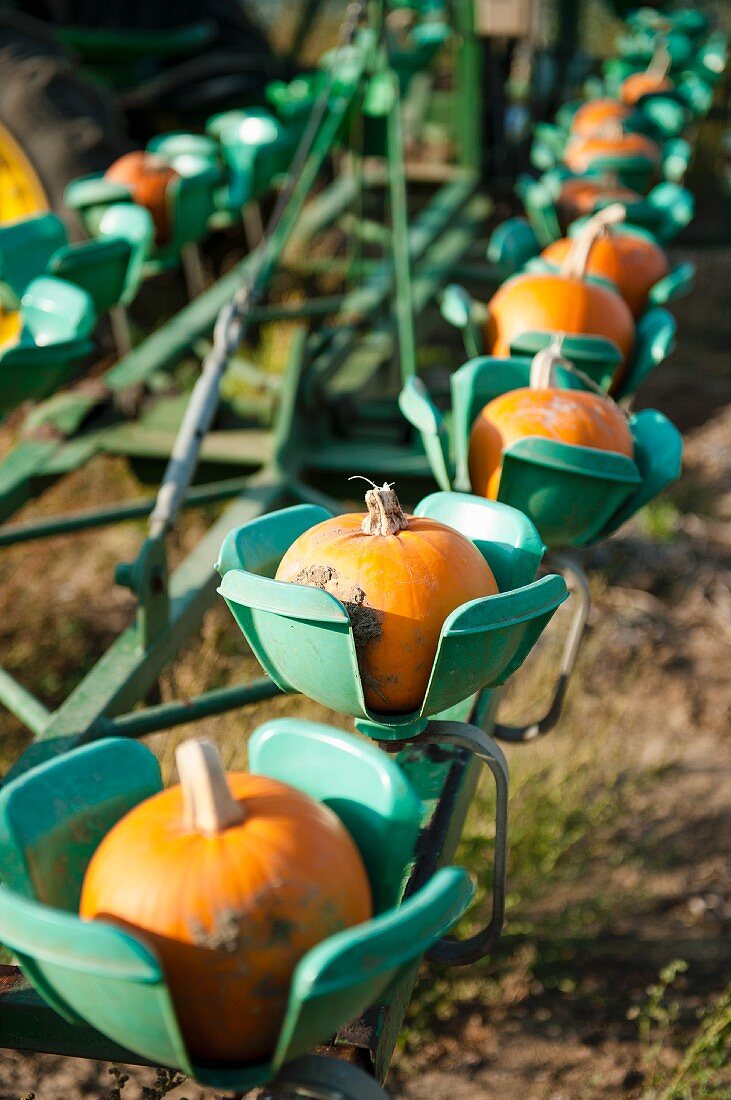 Pumpkins in a harvesting machine