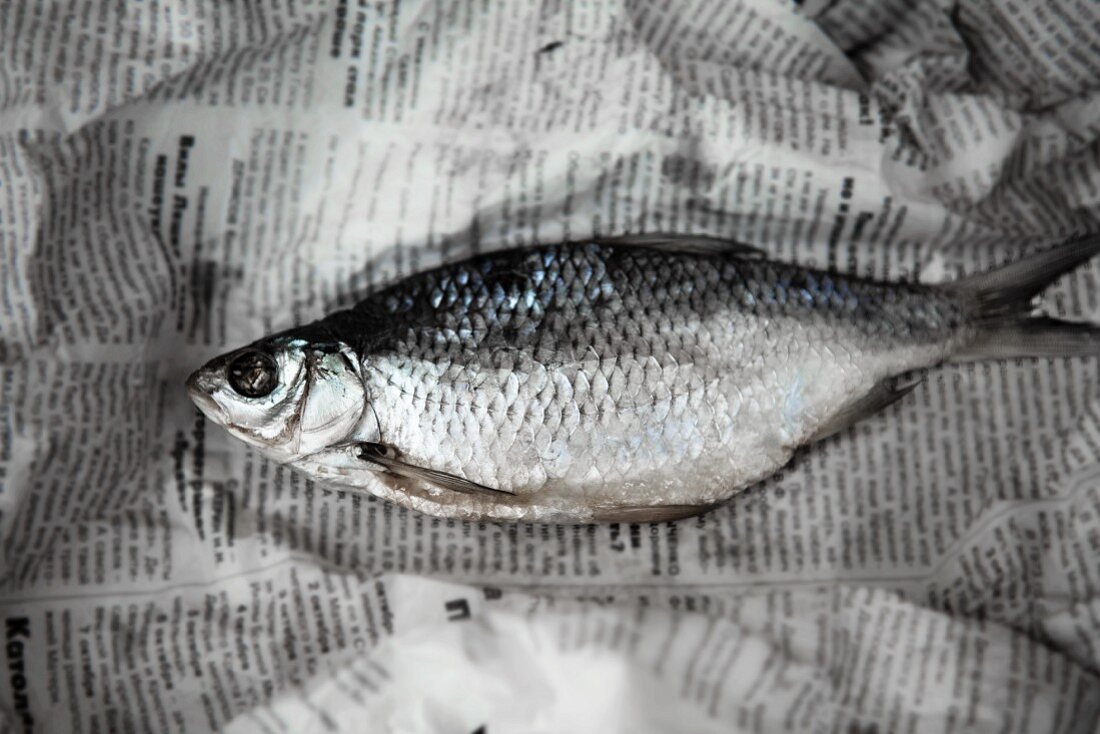 A salt water fish on a piece of newspaper (seen from above)