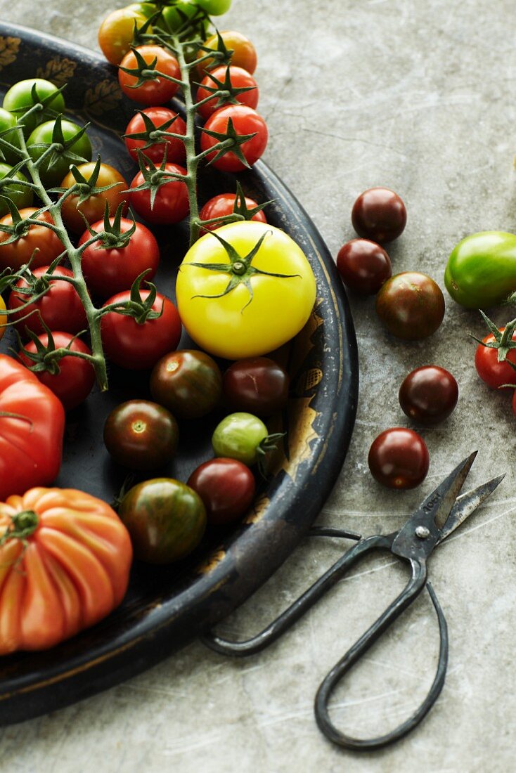 An arrangement of various different tomatoes
