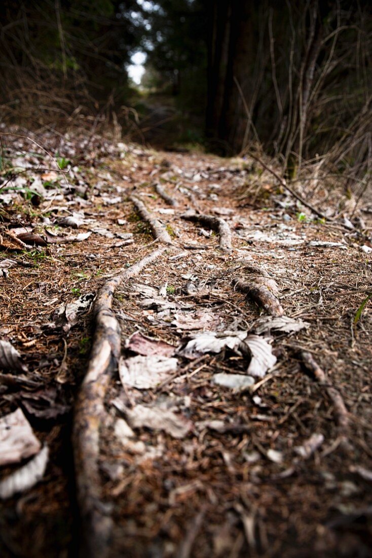 Autumnal path criss-crossed by roots in spruce woodland