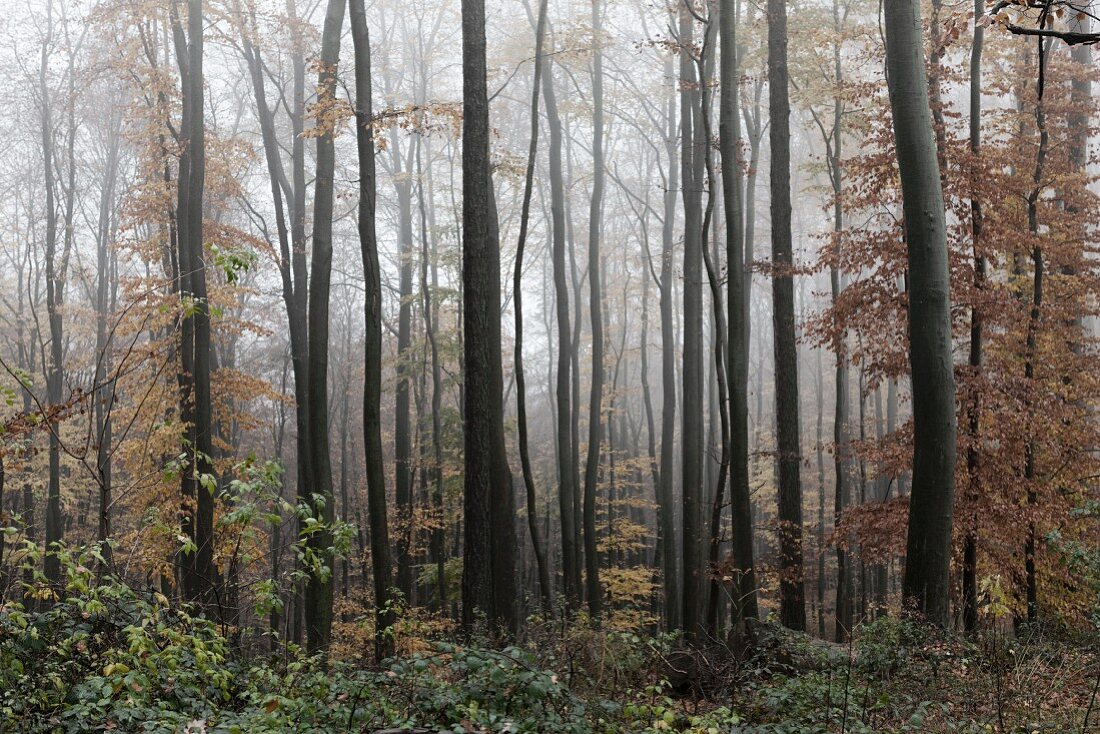 Herbstlich nebliger Buchenwald im Spessart