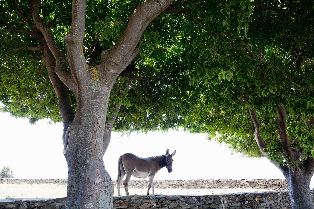 Donkey and stone wall in shade under green trees