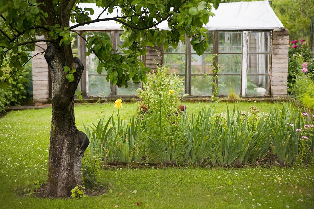 Vintage greenhouse in idyllic garden with fruit tree and bed of flowering plants