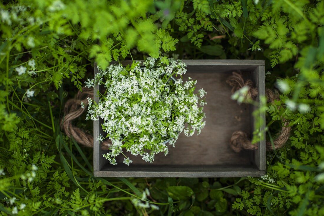 Wild herbs in a wooden crate in a garden