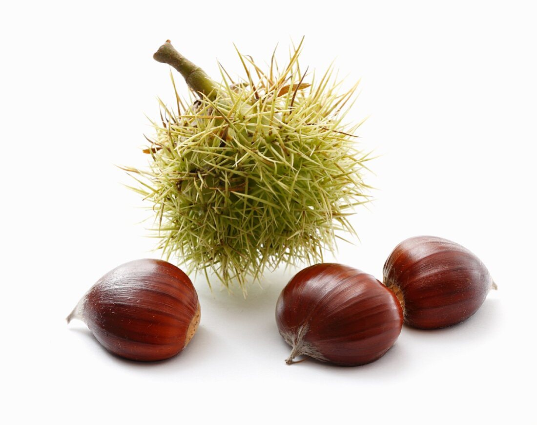 Chestnuts and a prickly case