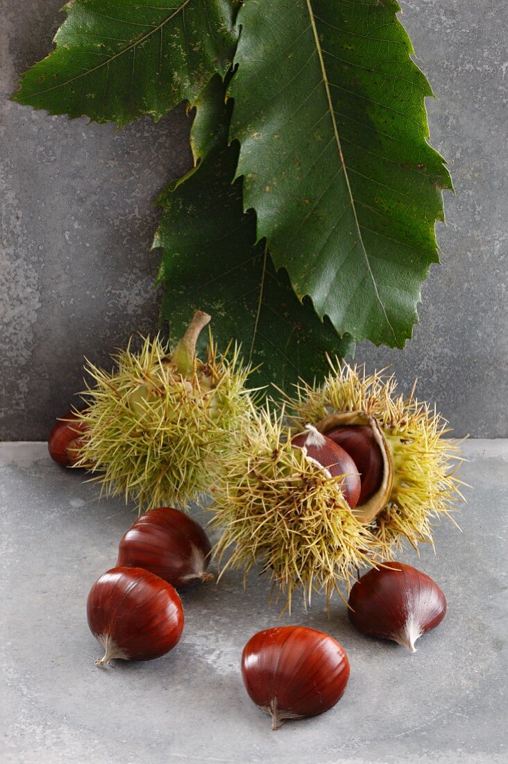 An arrangement of chestnuts