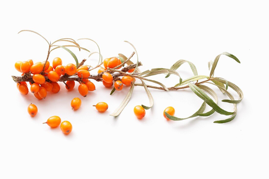 A sprig of sea buckthorn berries