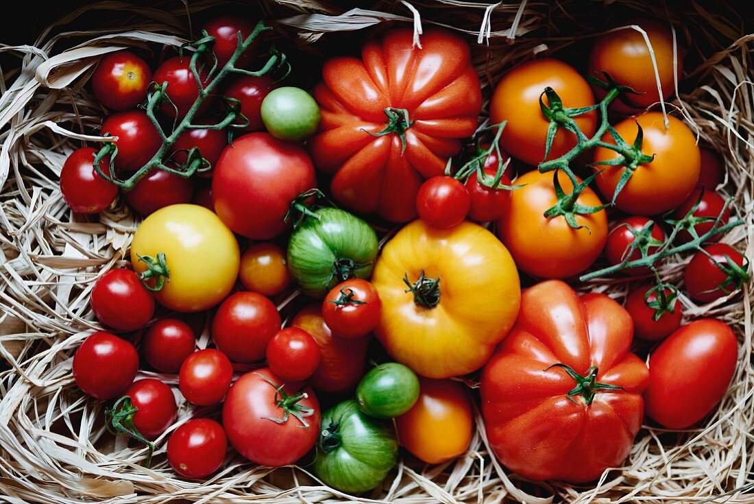 Tomatenstilleben mit verschiedenen Tomatesorten