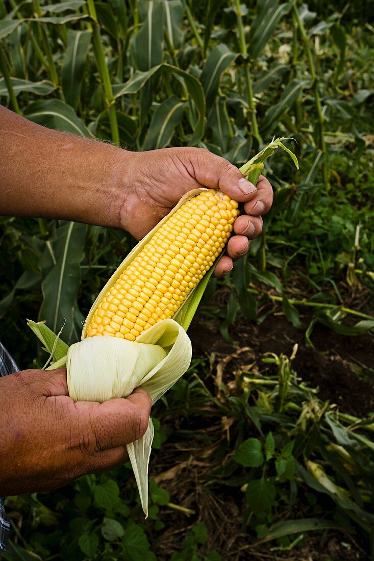 A farmer holding a fresh corn cob
