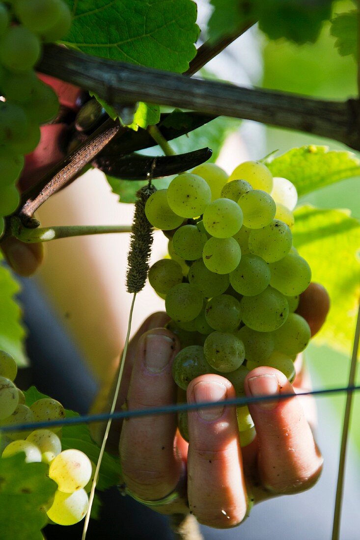 Weinlese im Weingut Franzen, Bremm, Rheinland-Pfalz, Deutschland, Rebsorte Weißburgunder