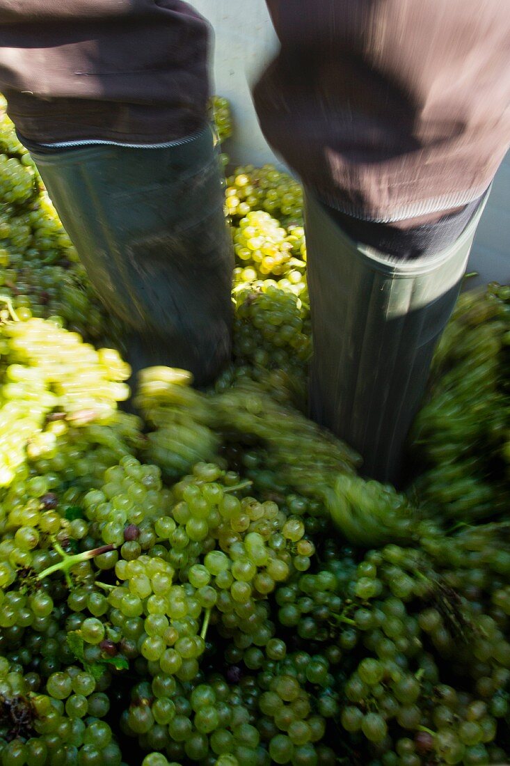 Grape harvest at the Franzen vineyard, Bremm, Rhineland Palatinate, Germany (type of grape pinot blanc)