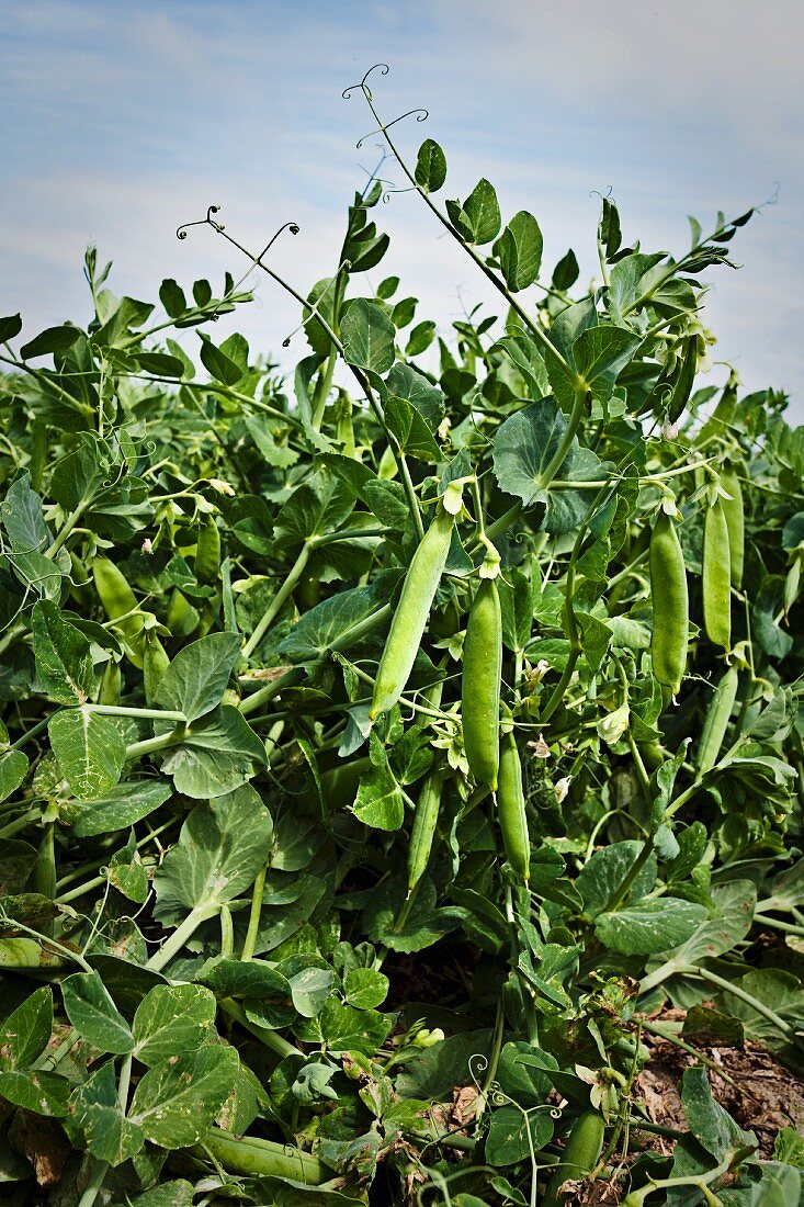 Pea pods on a plant