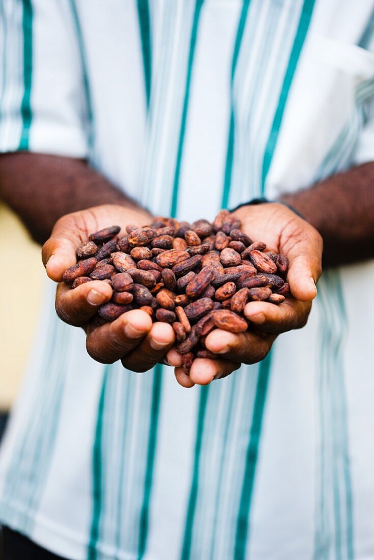 Hands holding cocoa beans