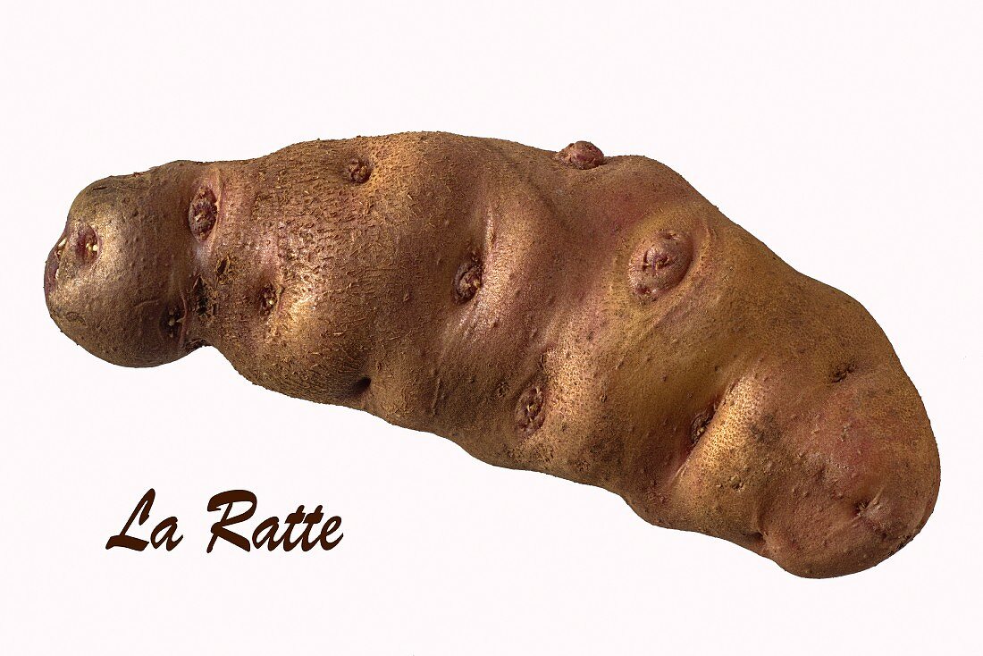 Eine Kartoffel der Sorte La Ratte