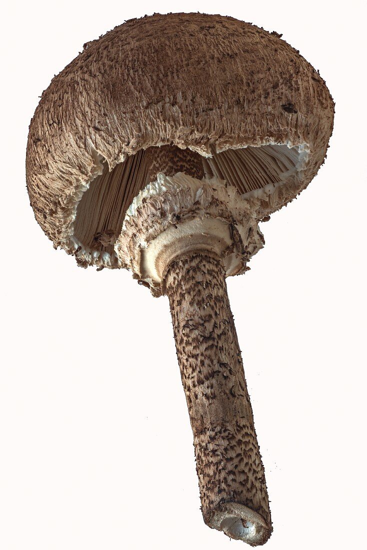 A fresh parasol mushroom