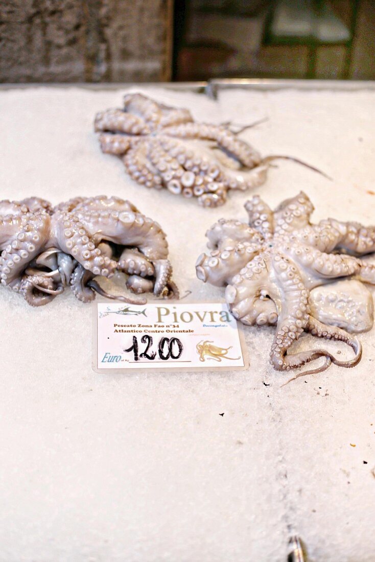 Frischer Oktopus auf Fischmarkt in Venedig