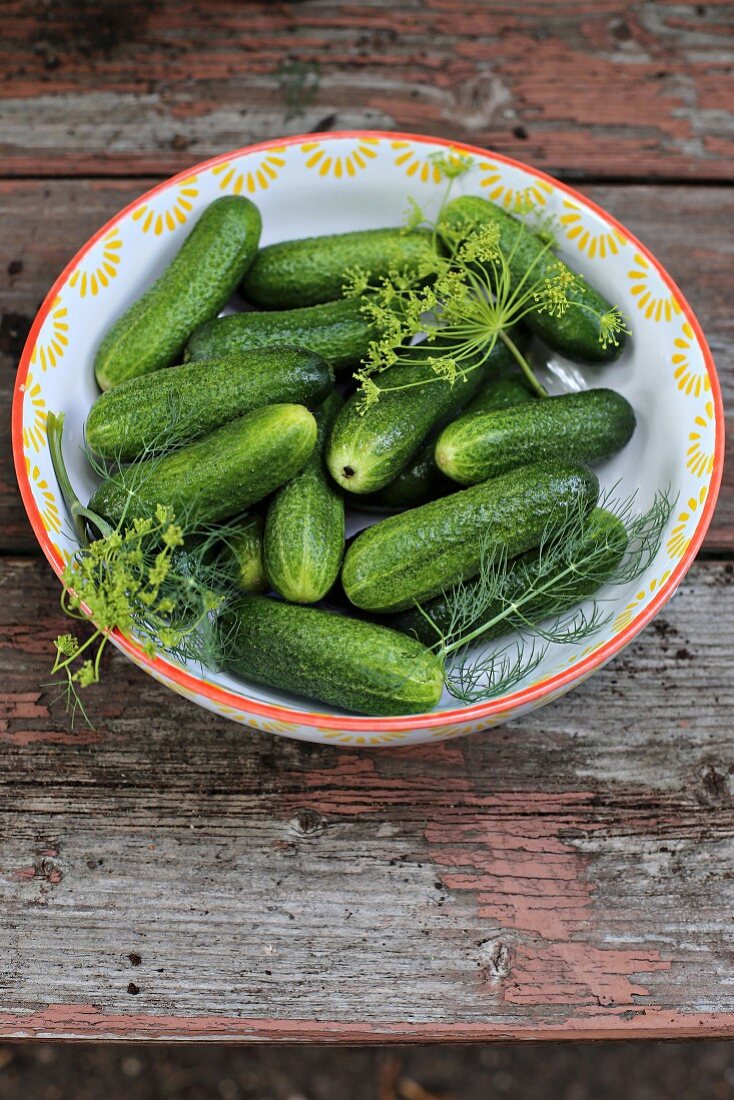 Mini raw pickling cucumbers with dill flowers