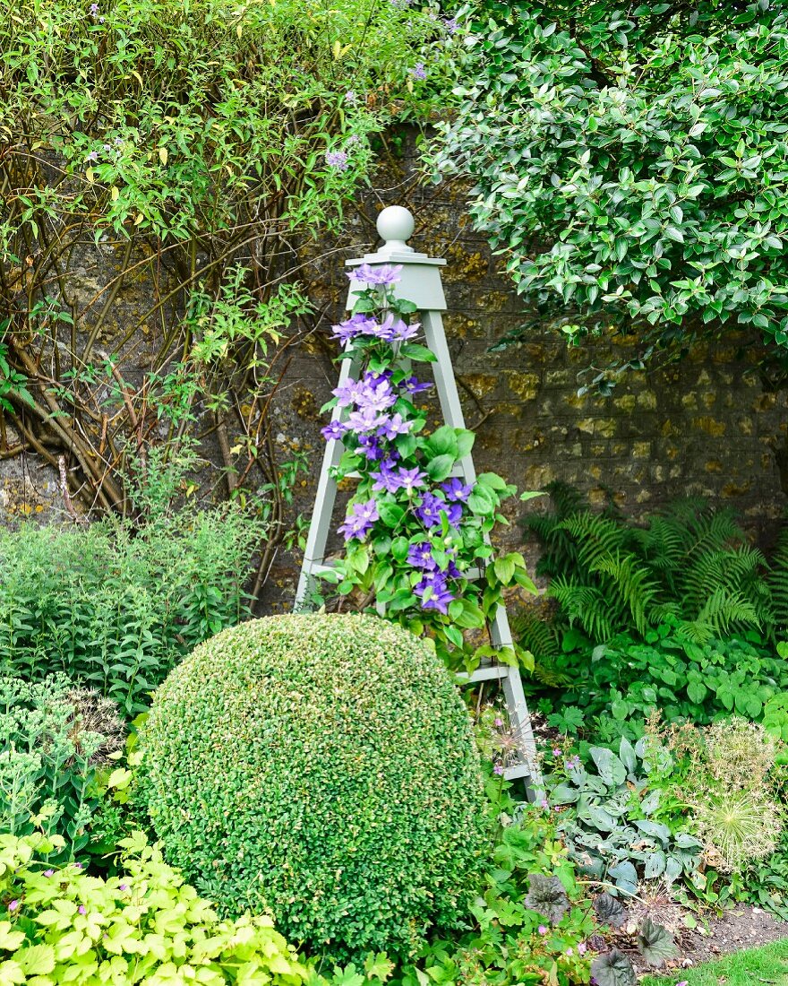 Box ball in front of purple-flowering clematis climbing over obelisk