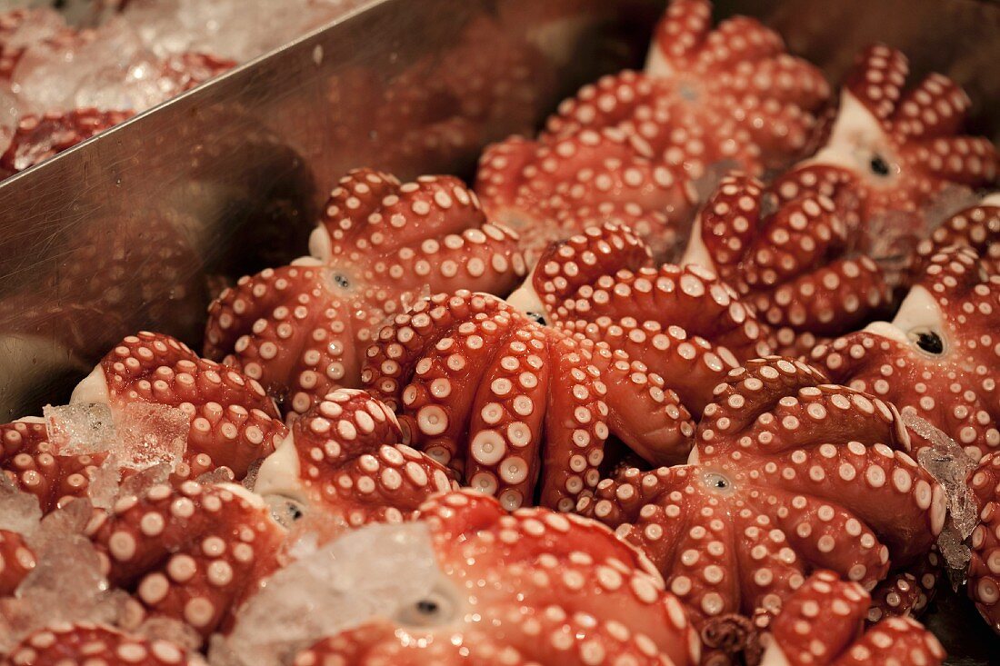 Raw squid on eyes at the Tsukiji fish market in Tokyo, Japan