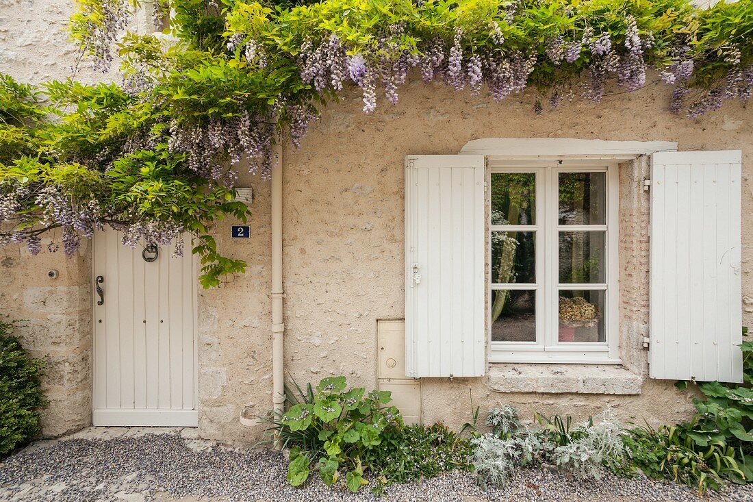 Flowering wisteria on pale stone façade above wooden door and window with white shutters