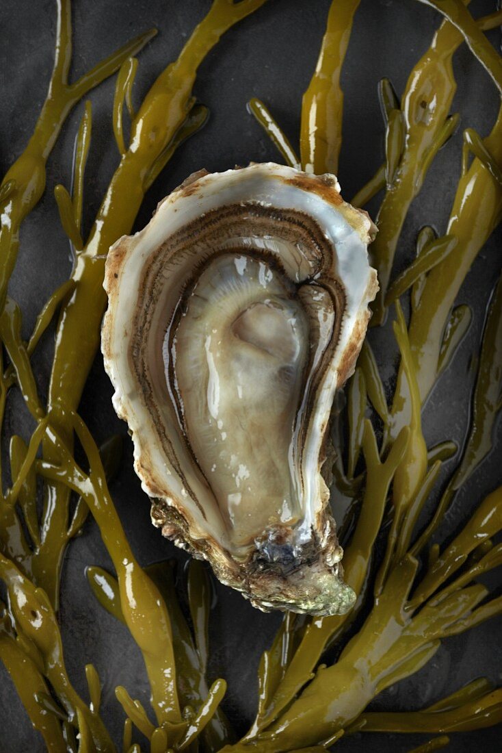 A fresh half oyster on seaweed