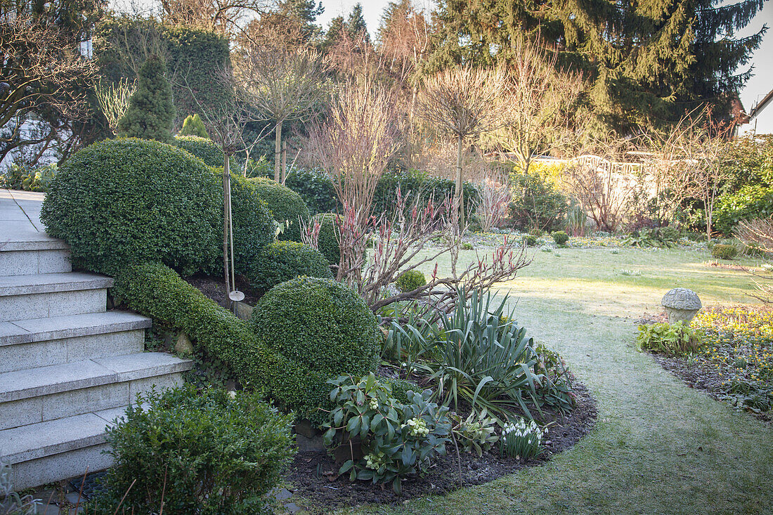 Frosty lawn, clipped box bushes, spring flowers and steps leading to raised terrace in wintry garden