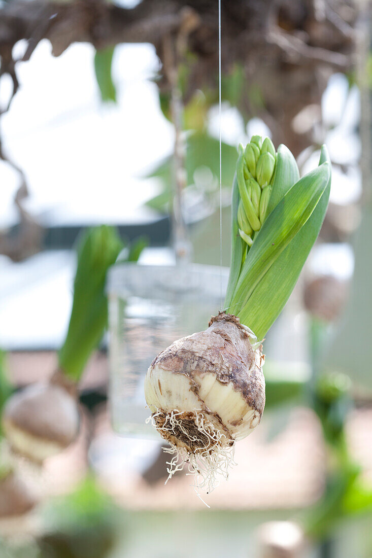 Hyacinths with bulbs hung from cords