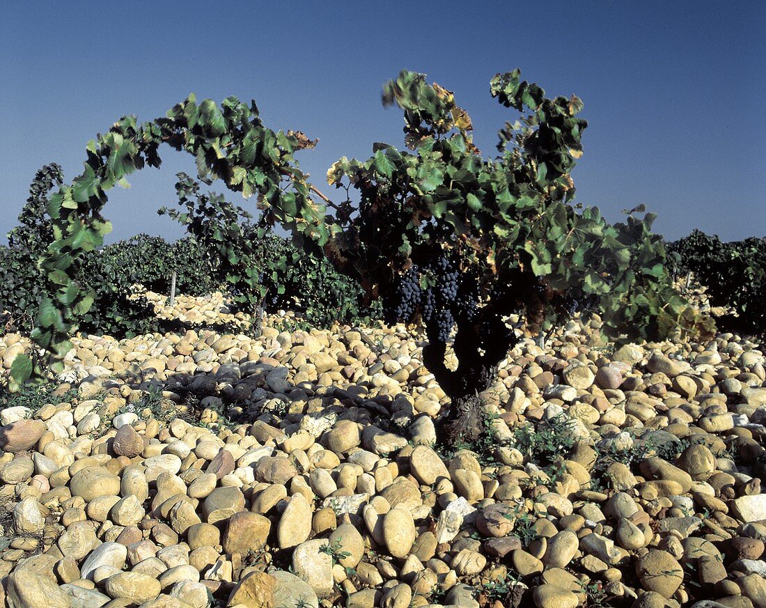 Der Steinboden prägt die Rotweine aus Chateauneuf-du-Pape