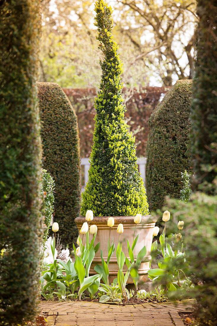 Conical box bush surrounded by yellow tulips