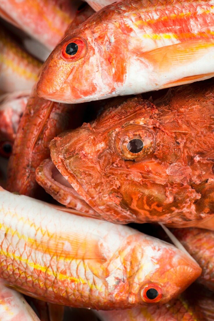 Fresh fish, Porto Cesareo, Italy