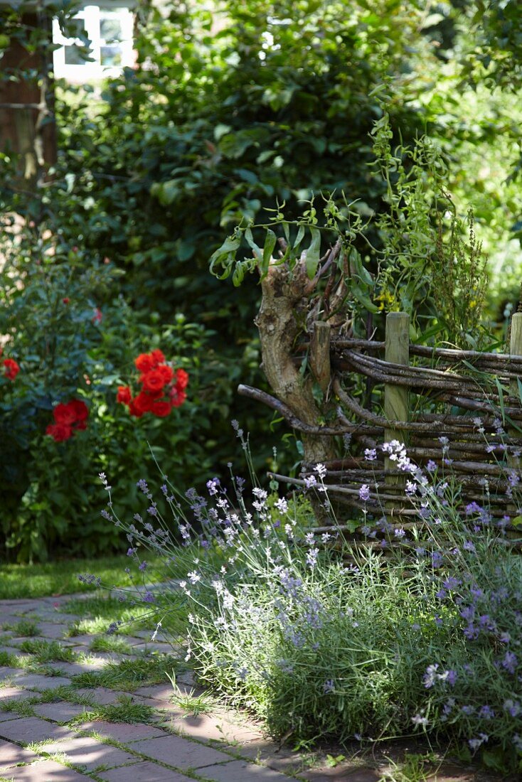Sonniger idyllischer Garten mit rustikalem Weidenzaun und blühendem Lavendel