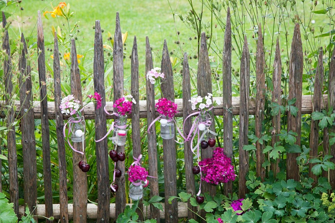 Sweet Williams in swing-top bottles mounted on paling fence