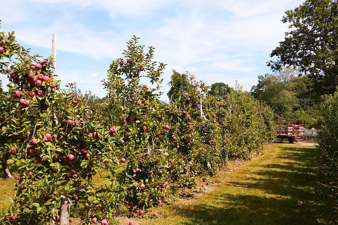 Apfelbäume in einer Apfelplantage