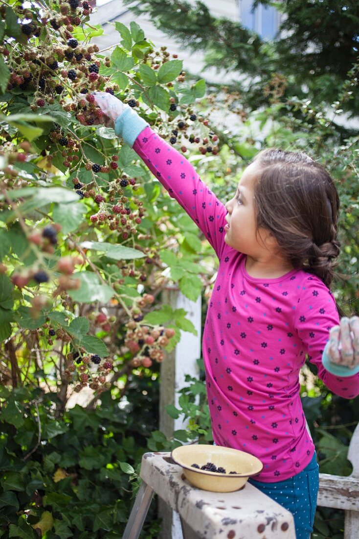 A little girl picking blackberries from a bush