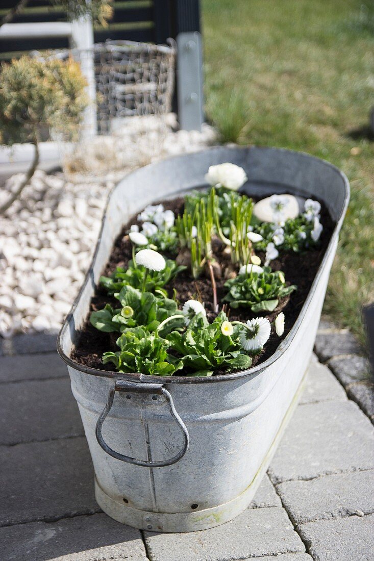 White bellis planted in zinc tub on paved floor outdoors