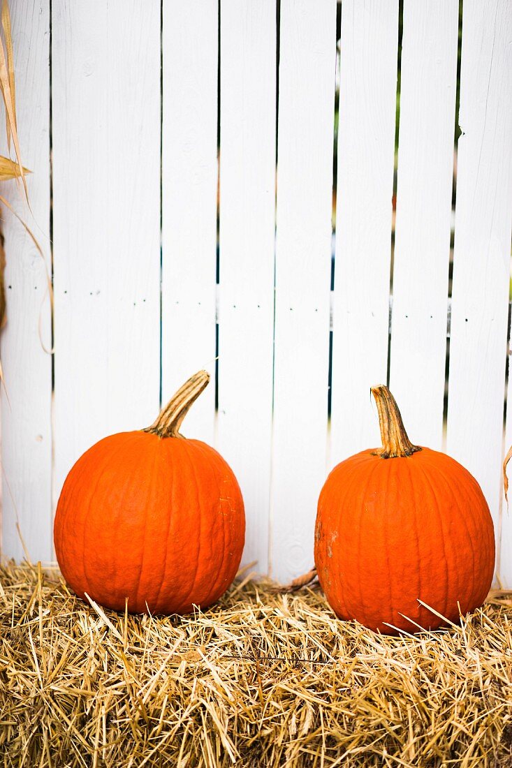 Pumpkins on a farm