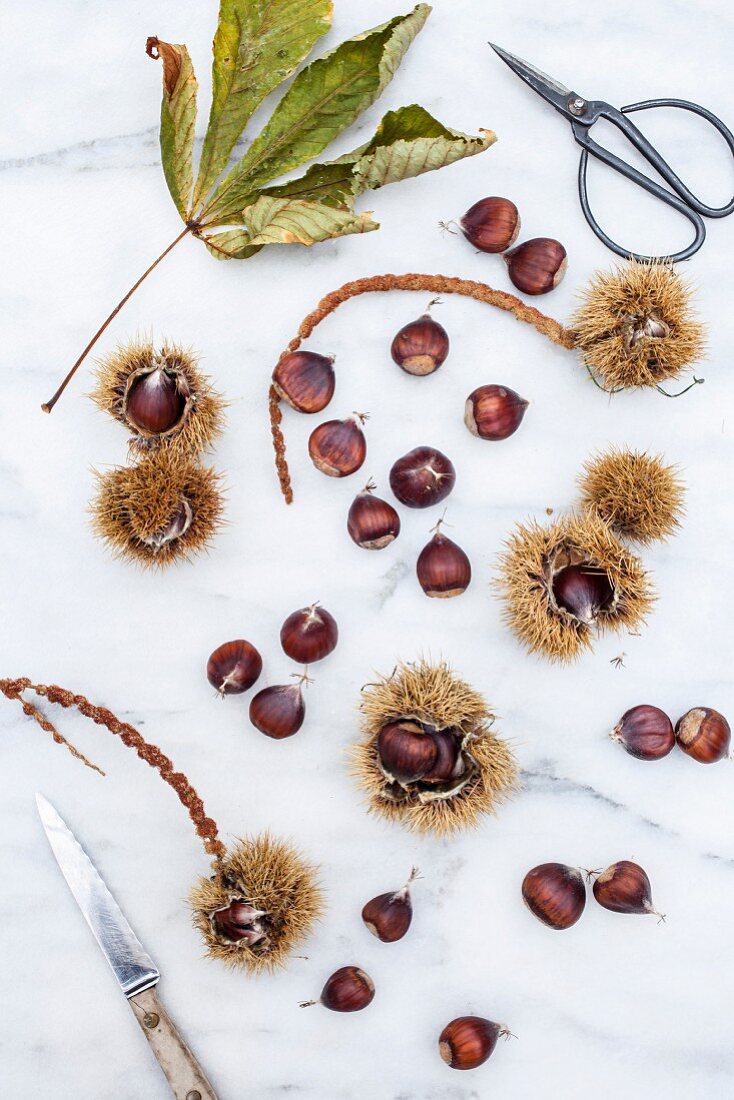 Dried chestnut leaves and chestnuts with and without cases