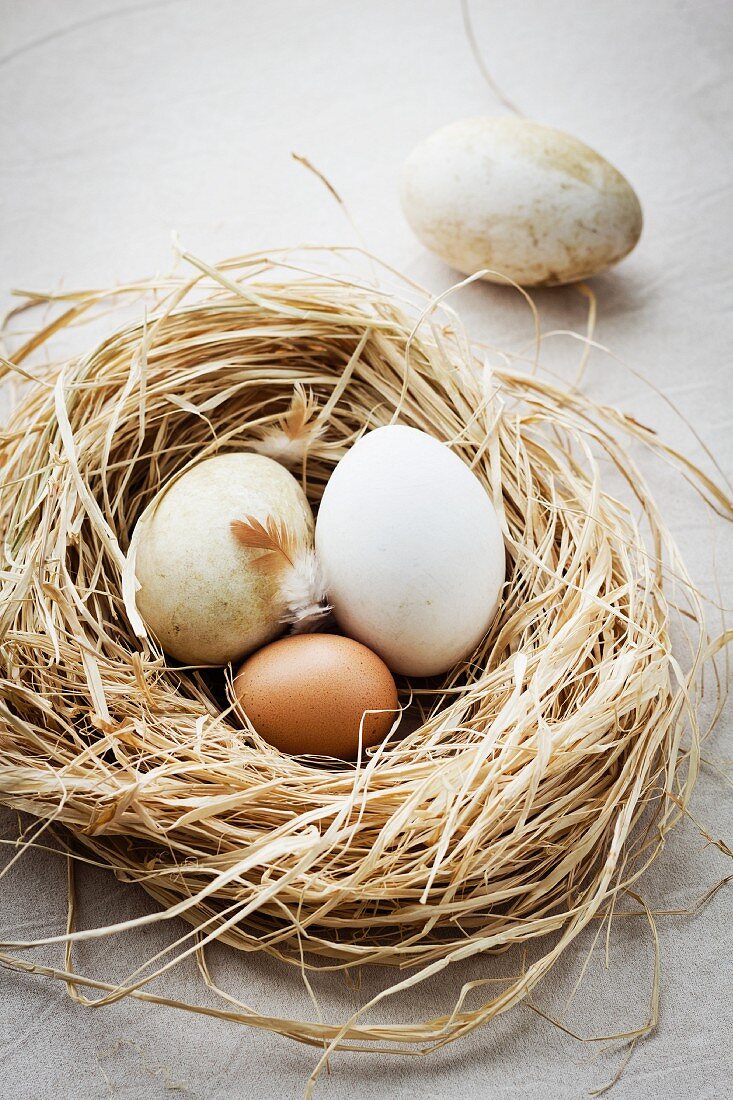 Fresh goose eggs and a hen's egg in a nest