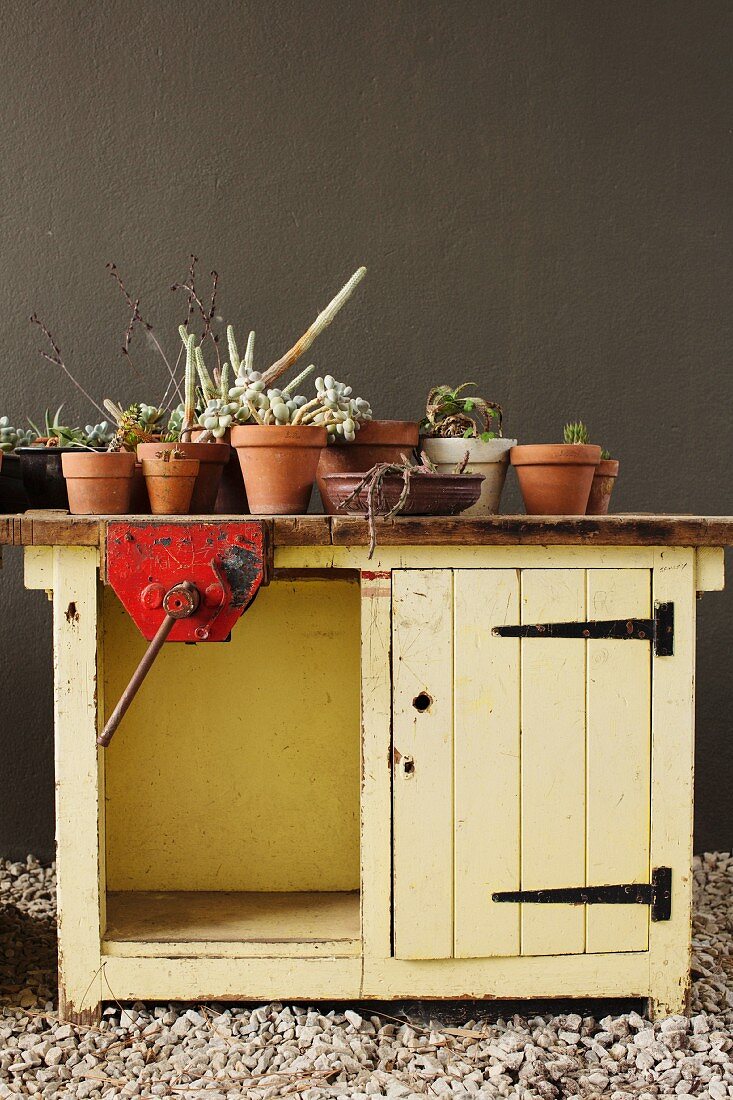 Terracotta pots and succulents on top of old yellow workbench used as potting bench