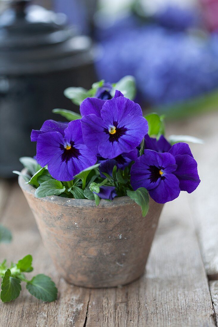 Viola in terracotta pot