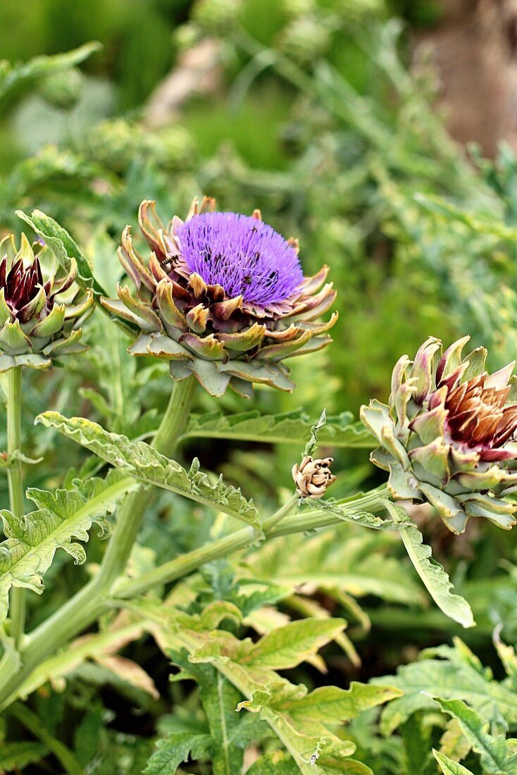 A flowering artichoke plant in a garden