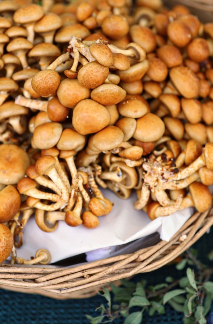 Goldkäppchen (Pholiota nameko, Japanisches Stockschwämmchen oder Nameko)