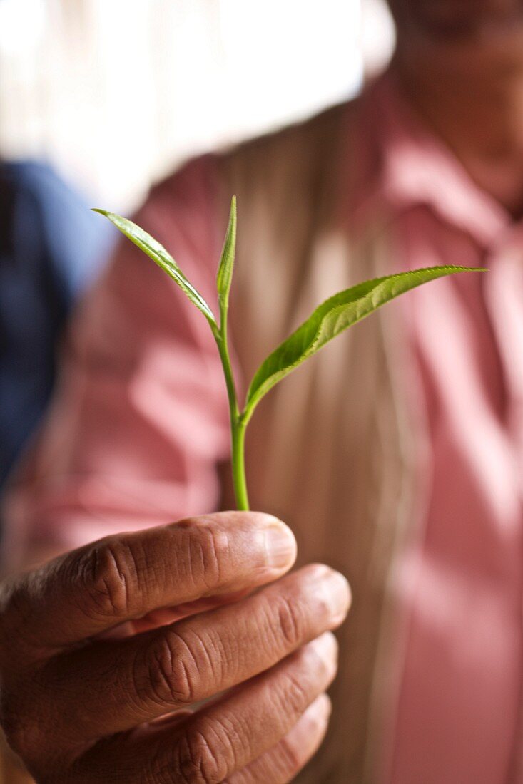 Hands holding two fresh tea leaves with buds (Sri Lanka)