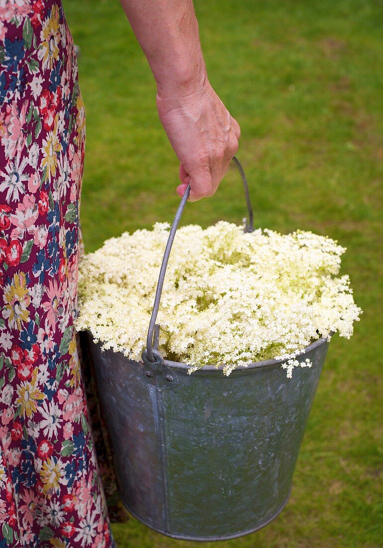 Bucket of elderflowers